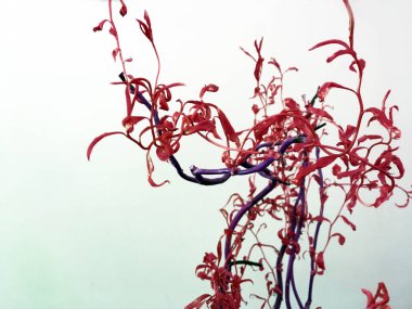 Tırmanma bitkisi beyaz bir arka plan üzerinde tendrils. Sarma ile yukarı tırmanan asma. Bezelye yakın çekim tendrils. Yeşil yaprakları ve tomurcukları beyaz izole ile bindweed sprigs kümesi