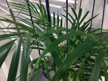 Gri Yuvarlak Beton Saksı. metal bir yapı üzerinde modern beton pot. Saksıbitkisinin büyük yeşil yaprakları. Arka planda gri merdivenler var. Mağazadaki bitkiler