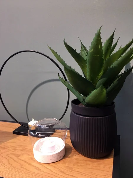 Kaktus Dengan Daun Besar Modern Ribbed Vas Keramik Hitam Pada — Stok Foto
