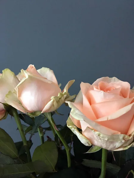 灰色の背景にローズブーケ あなたのテキストのための場所で 灰色の背景にピンクのバラのトレンディな花束 — ストック写真