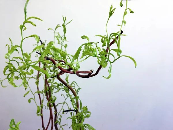 Climbing plant tendrils on a white background. The vine climbing up by winding. Close-up tendrils of pea. Set of bindweed sprigs with green leaves and buds isolated on white