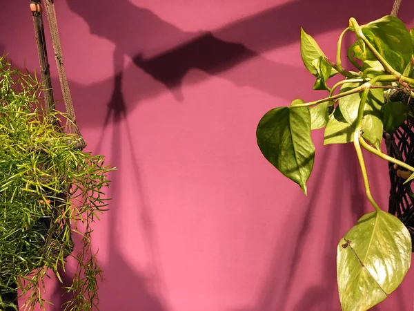 Pflanze Einem Dekorativen Blumentopf Auf Rosa Hintergrund Rahmen Für Einen — Stockfoto