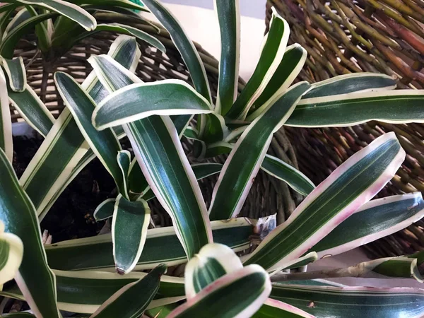 Cesta Vime Segurando Uma Planta Fresca Planta Tropical Com Folhas — Fotografia de Stock