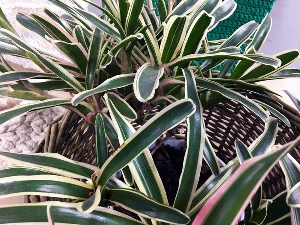 Wicker Basket Holding A Fresh Plant. Tropical Plant With Long And Narrow Leaves. Savory fresh herb growing in brown wicker basket flowerpot