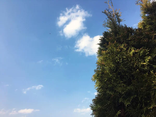 在蓝天上近距离观赏一棵明亮的绿色杉树 针刺布什 在阳光明媚的日子里 雪松在天空中枝叶 改变季节观念 — 图库照片