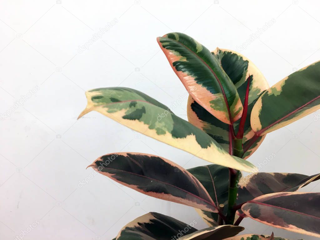 Organically Grown Sage Herb Plants. Rubber fig Ficus elastica plant with green leaves by white wall. Home plant ficus on a light background with empty copy space for text