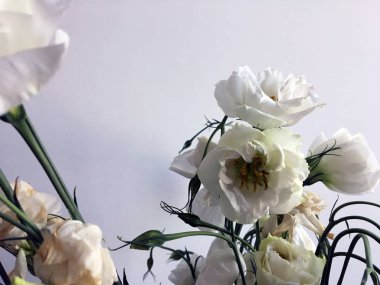 Beyaz arka planda ihmal edilen beyaz eustoma. Soyut gri bir arka plan üzerinde çiçek eustomas Buket. Nazik konsept resimleri. Banner kavramı. Beyaz çiçek buketi