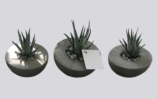 Kaktus Małym Betonowej Garnku Fioletowym Tle Czarno Biały Obraz Kwiat — Zdjęcie stockowe