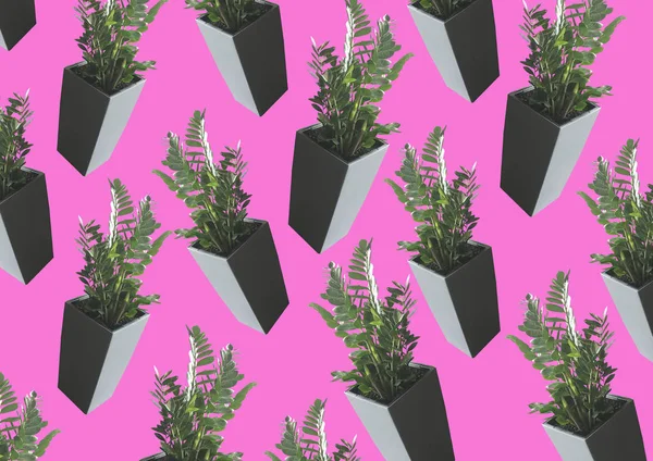 Pattern with pot plants photo on pink background. Black and white home flowers in big pots. Flat lay, top view. Gentle concept pictures. Banner concept