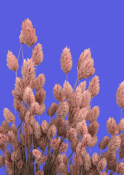 在紫色背景上隔离的粉红色尖头 顶视图 温柔的概念图片 横幅概念 背景上的一组粉红色小麦大麦穗 带尖刺的弹簧卡 — 图库照片