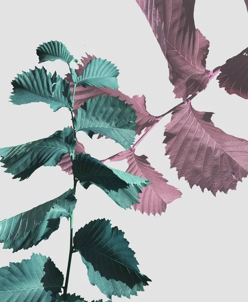 Concept art. Plant Prints, Printable Wall Art, Botanical Art, Tropical Leaf, Digital Print, Instant Download, Printable Art, Leaves Print. Botanical