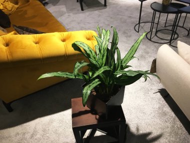 İç güzel deri kanepe. Üç kumaş yastıkile Vintage lüks kahverengi deri kanepe. Koyu kahverengi vintage güzel lüks vintage kanepe. Lüks Evde Güzel Oturma Odası