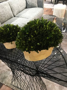 Rahat bir oturma odasında büyük gri kanepe ve tasarımcı sehpa. Kanepe, bazı yastıklar ile kanepe, güzel dekore edilmiş sehpa ve dekor. Oturma odasının bir parçası. İç tasarım. Tencerede Bitki