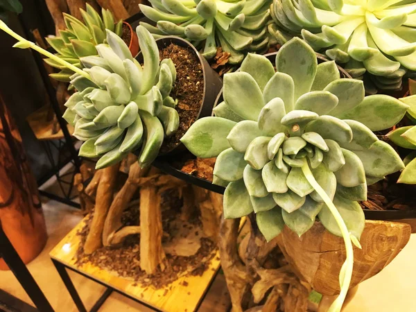 Close Succulent Cactus Pot Plants Composition Design Pots Collection Succulents — Stock Photo, Image