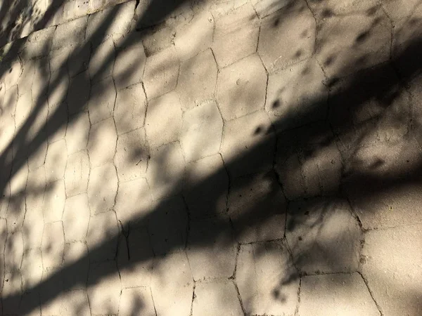 Ombre Arbre Sur Sol Ciment Grunge Vue Perspective Rapprochée Ombre — Photo
