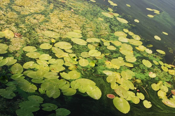 Water lilies on the lake. Flowering of the water lilies. Water plant pond. Lily pads in fountain on sunny day. Green leaves in a dark water pond. Lake with water lilies during calm overcast day