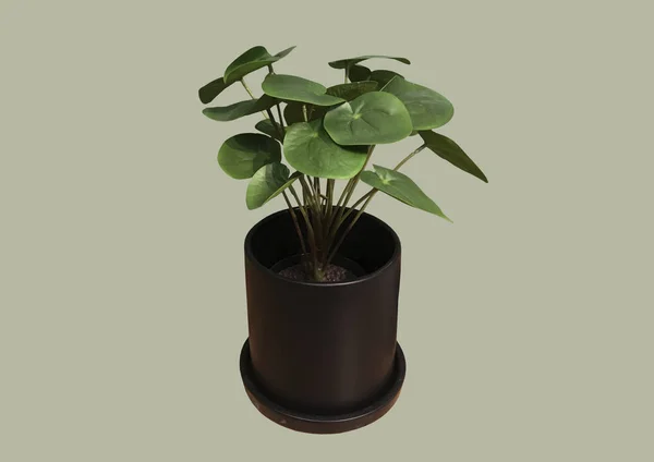 Pilea Peperomioides Svart Keramisk Kruka Med Cirkulära Gröna Blad Isolerade — Stockfoto