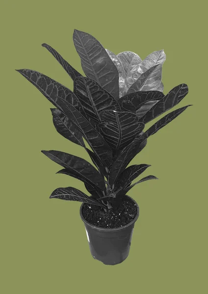 Black and white plant in a pot with long green leaves isolated on a yellow background. Flower pot minimal style. Green plant isolated on brown background. Copy space. Natural concept