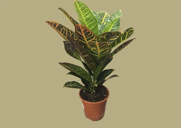 一种绿色的植物 在一个褐色的罐子里 长着绿色的叶子 孤立在褐色的背景上 花盆最小的风格 在褐色背景上分离的绿色植物 复制空间 自然概念 — 图库照片