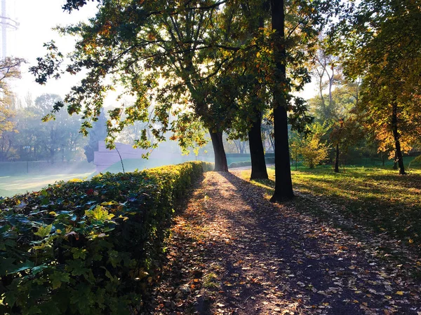 Beautiful Morning Mist City Park Morning Sun Throws Trees Rays — Stock Photo, Image