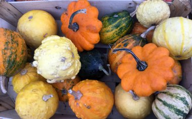 Çeşitli organik sebzelerle kompozisyon. Koyu arkaplan, ahşap doku. Parlak sonbahar renkleri. Taze sebzeler, karışık. Sonbahar hasat kompozisyonu. Lezzetli yemekler ve sonbahar hasadı