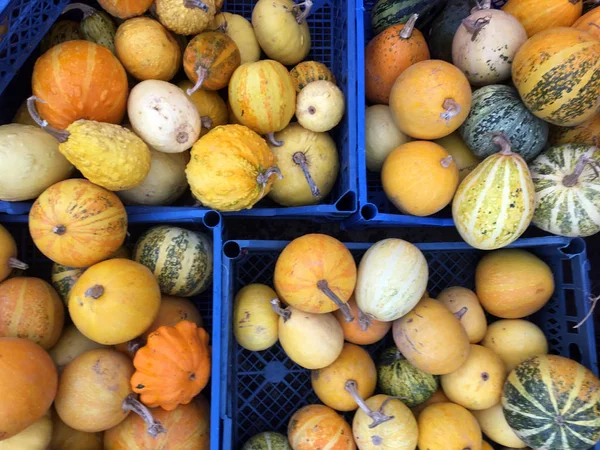 Várias Abóboras Coloridas Caixas Azuis Mercado Abóbora Formas Diferentes Várias — Fotografia de Stock