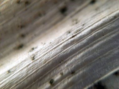 Koyu lekeli kuru yaprakların gri dokusu. Bulanık makro görüntü. Çiçeklerin bulanık deseni. Akıllı telefon için çözünmüş duvar kağıdı. Hafif ahşap doku. İpliği kapat.