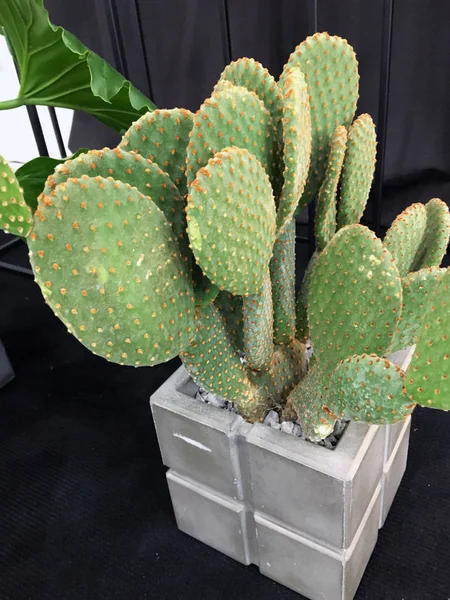 Großer Pflanzkübel Aus Kakteen Designer Zement Blumentopf Opuntia Microdasys Oder — Stockfoto