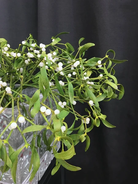 Schneebeerenstrauch Mit Weißen Beeren Betonblumentopf Vor Schwarzen Vorhängen Die Einrichtung — Stockfoto