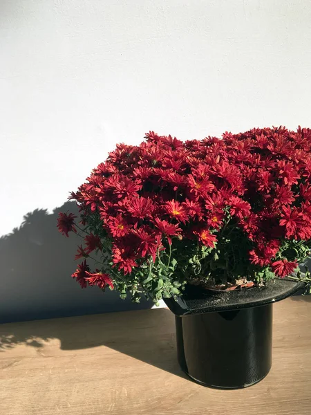 Röda Krysantemum Svart Plastkruka Ett Träbord Ljus Belysning Rummet Vacker — Stockfoto