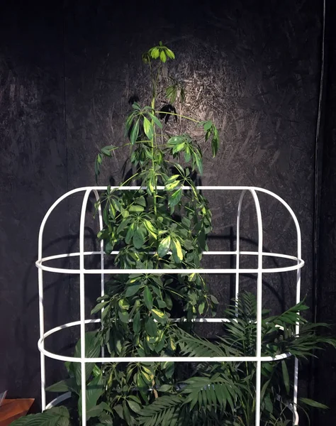 Hohe Zimmerpflanze Schefflera Und Eine Kleine Palme Topf Auf Dunklem — Stockfoto