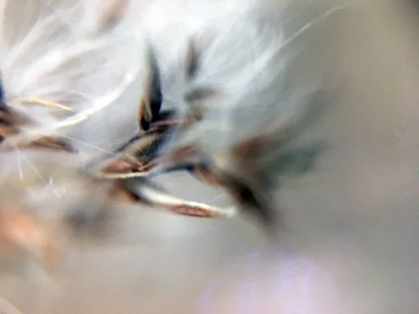 Kolce Makro Tła Owsa Abstrakcyjne Środowisko Naturalne Kwiat Miękkim Pastelowym — Zdjęcie stockowe