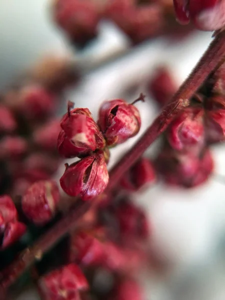 Piros Rügyek Szárított Virágok Ágain Közelről Sötétvörös Rügyű Növények Közelről — Stock Fotó