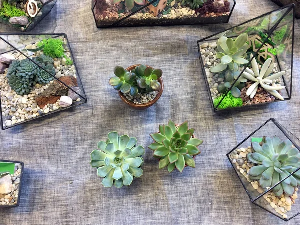 Cam bir geometrik akvaryumda kaktüs ve sulular. Lezzetli ve kaktüslü cam floraryum vazo. Geometrik akvaryumda bir dizi sulu sıvı. Keten kumaş üzerinde küçük kaplarda sulanır.