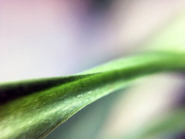 Yeşil yapraklı arka plan. Taze yaprakların Macro fotoğrafı. Yakın plan doğa manzaralı arka plan. Organik desen. Uzayı kopyala Tasarım şablonu. Organik gıda kavramı. Tropik palmiye ağacı