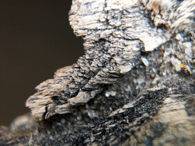 Eski ahşap dokuyu doğal desenlerle kapatın. Doğa ağaç kabuğu ve detaylar. Eski, kaba, kahverengi, doğal ahşap soyut arka plan. Kereste malzemesi. Yüzeyde yosun ve rahatlama. Taş dokusu. 