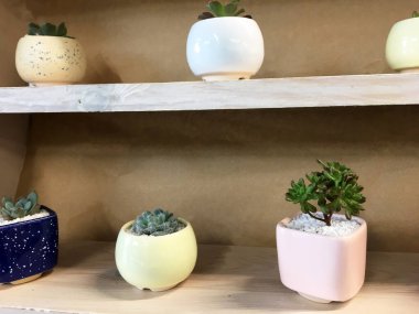 Seramik Succulent Pot, Kaktüs Saksı Bitkisi Saksısı Çiçek Saksısı. Şirin küçük beyaz seramik sulu. Farklı şekillerde saksılar. Seramik Sulu Saksı, Kaktüs Bitkileri