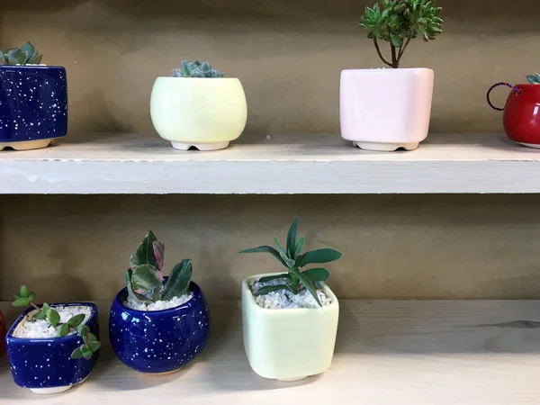 Ceramic Succulent Pot Tanaman Kaktus Tanaman Pot Kontainer Bunga Pot — Stok Foto