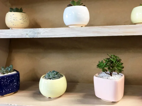 Ceramic Succulent Pot Tanaman Kaktus Tanaman Pot Kontainer Bunga Pot — Stok Foto