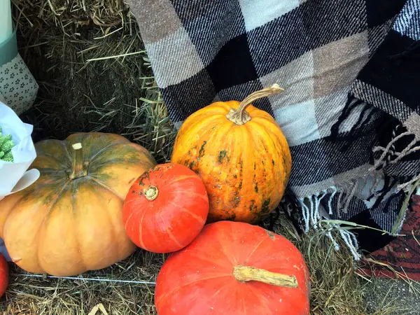 Большие Оранжевые Тыквы Стоге Сена Свечи Высоких Очках Осенний Урожай — стоковое фото