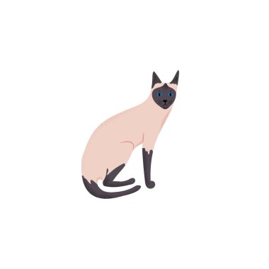 Vektör çizim. Kedi sevimli karakter karikatür tarzı. Simge Siyam doğurmak için farklı tasarım. 