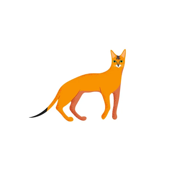 Vektorillustration Söt Karaktär Tecknad Stil Katt Ikonen För Abessinier Ras — Stock vektor