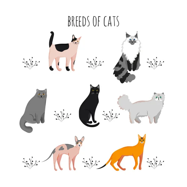 Set Of Cute Cats Icons, Vector Flat Illustrations. Animals Breeds