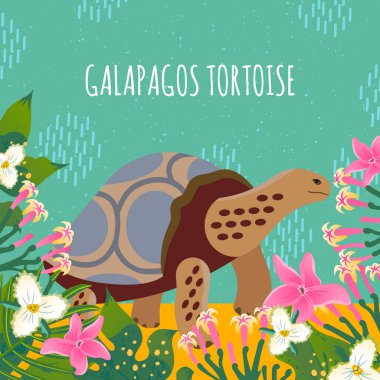 Galapagos kaplumbağası. Vektör çizimi