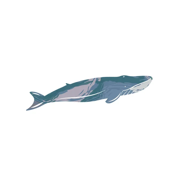 Baleia Azul Isolada Sobre Fundo Branco —  Vetores de Stock