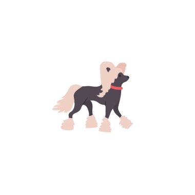 Beyaz arka plan üzerinde izole Çin Tepeli Köpek
