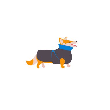 Beyaz arka plan üzerinde izole Galce corgi pembroke