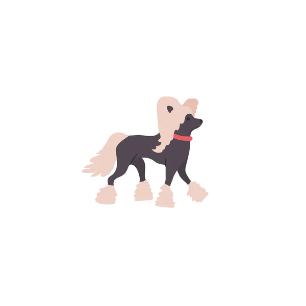 Kinesiska Crested Dog Isolerad Vit Bakgrund — Stock vektor