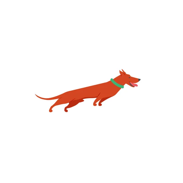 Dachshund Geïsoleerd Witte Achtergrond — Stockvector