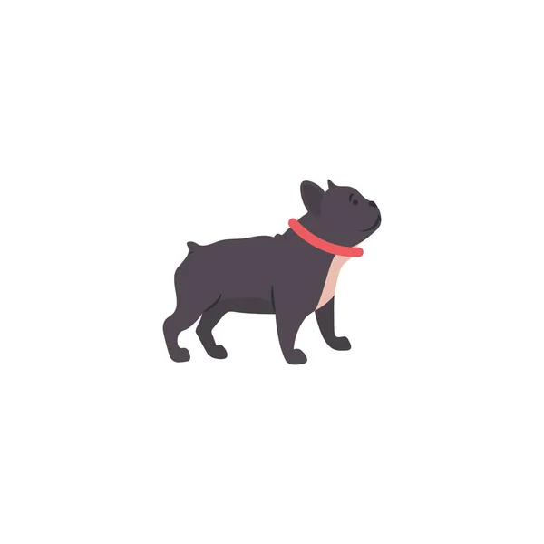 Fransk Bulldog Isolerad Vit Bakgrund — Stock vektor